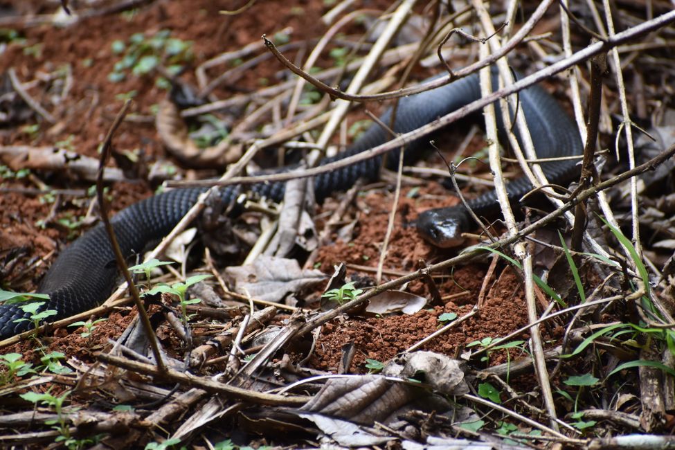 The Atherton Tableland, Red Bellied Black Snake
