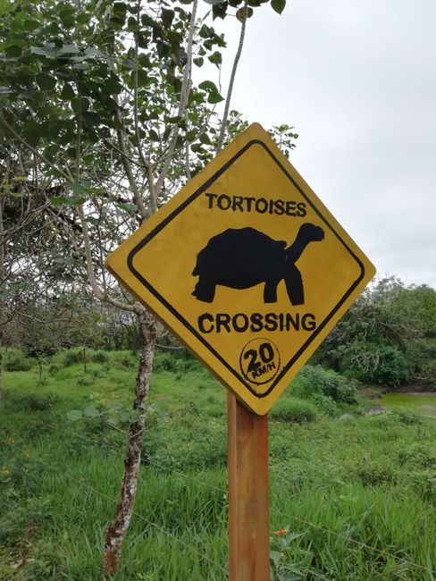 Achtung Schildkröten