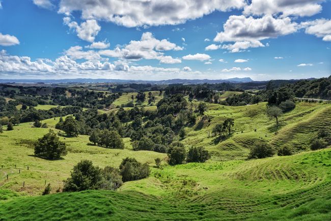 Die grünen Hügel Neuseelands 