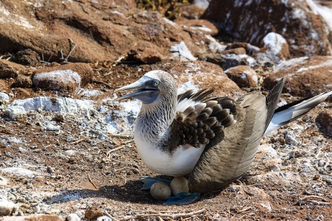 Nesting blue-footed booby