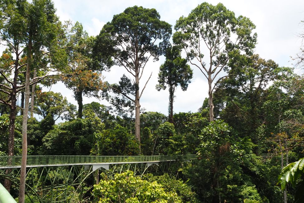 Sandakan🇲🇾 ho Borneo: letsatsi Sepilok Orangutan 🦧 sehalalelo, Sun Bear Conversation Center le Rainforest Discovery Center 🦜