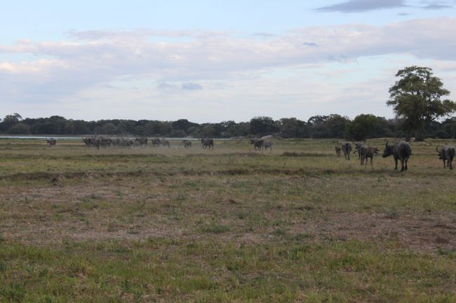 Herd of water buffaloes