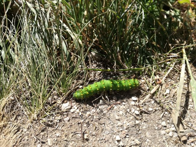 Cool green caterpillar
