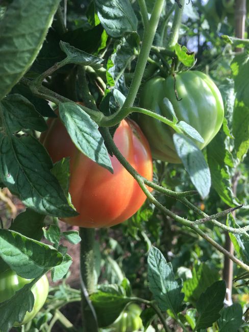 The tomatoes are ripening slowly