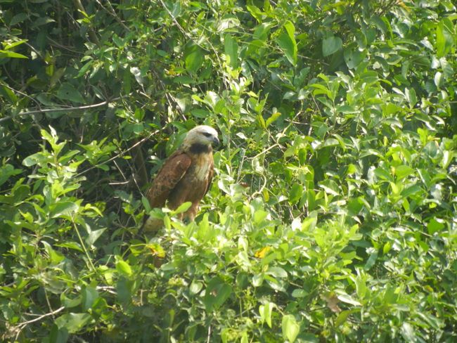 Pantanal Falke/halcon