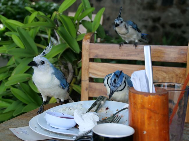 Mittagessen am Strand von Santo Domingo - ... und hungrig sind sie auch