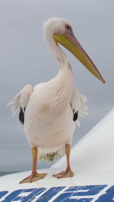 Weißer Pelikan, Walvis Bay