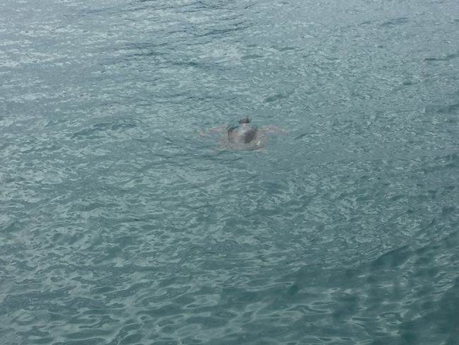 Wasserschildkröte im Hafen 