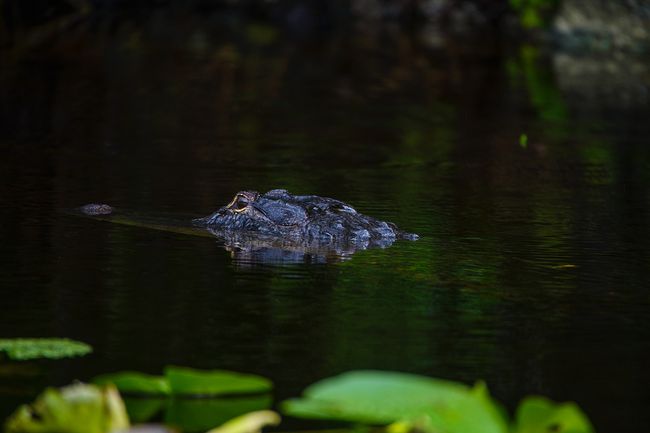 The first alligator