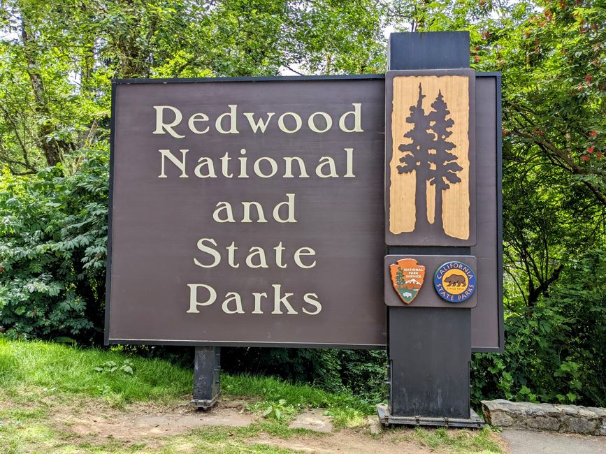 रेडवुड राष्ट्रीय und राज्य पार्क /कैलिफोर्निया