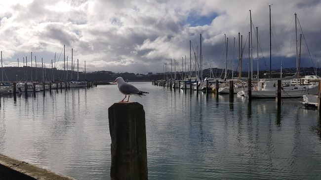 Wellington Marina
