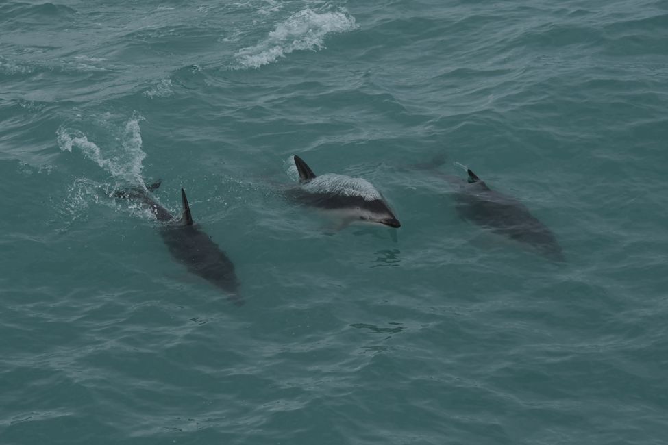 Kaikoura - Dolphins during whale watching