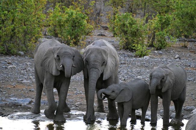 Four days in the Etosha National Park