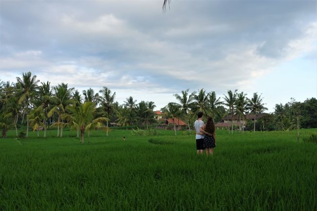 Aussicht inmitten der Reisfelder genießen