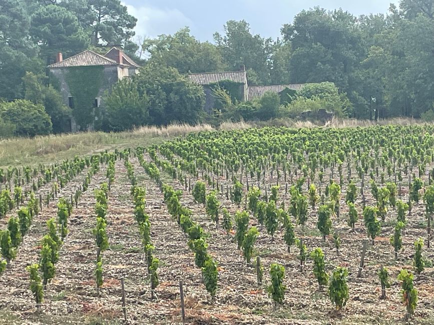 Durch die Weinberge von Bordeaux nach Moustey, Tag 17