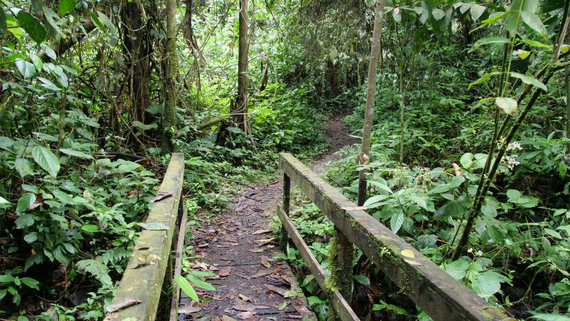 15/02/2023 to 16/02/2023 - Veragua Rainforest / Costa Rica