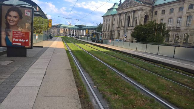 grüne Schienen in Dresden