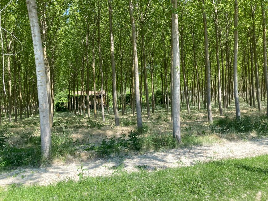 Poplars are lined up here like spruce trees in our country. The white is not snow, but something like pollen.