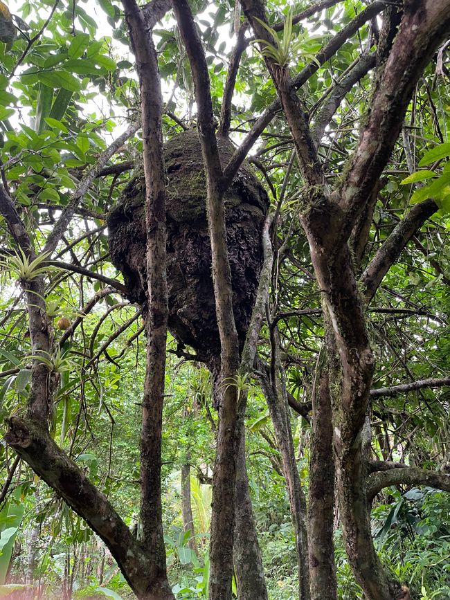 Termiten im Baum