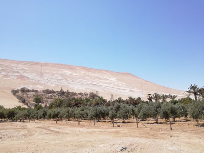 Die Landwirtschaft bis zum letzten Zentimeter des Hügels geht direkt in die Atacama Wüste über. 