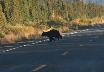 Alaska Highway - A black bear crossing the road