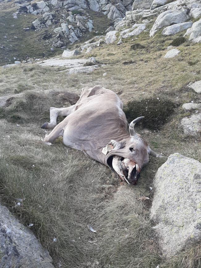 Dead cow
