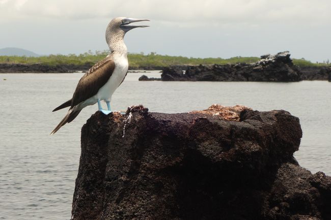 Ekvadora — Galapagu salas: ierašanās Sankristobalā un Santakrusā