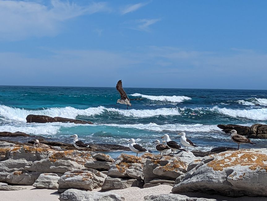 Cape Point Route 165 km