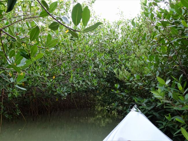 A detour into the mangrove tunnels
