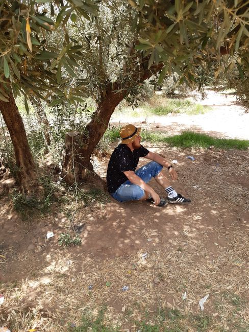 Relaxing under olive trees