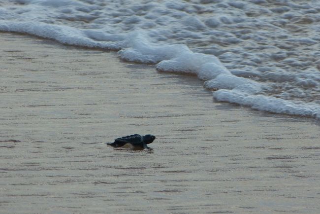 Turtles in Praia do Forte