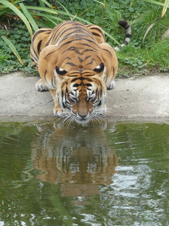 Tigerpark Dassow