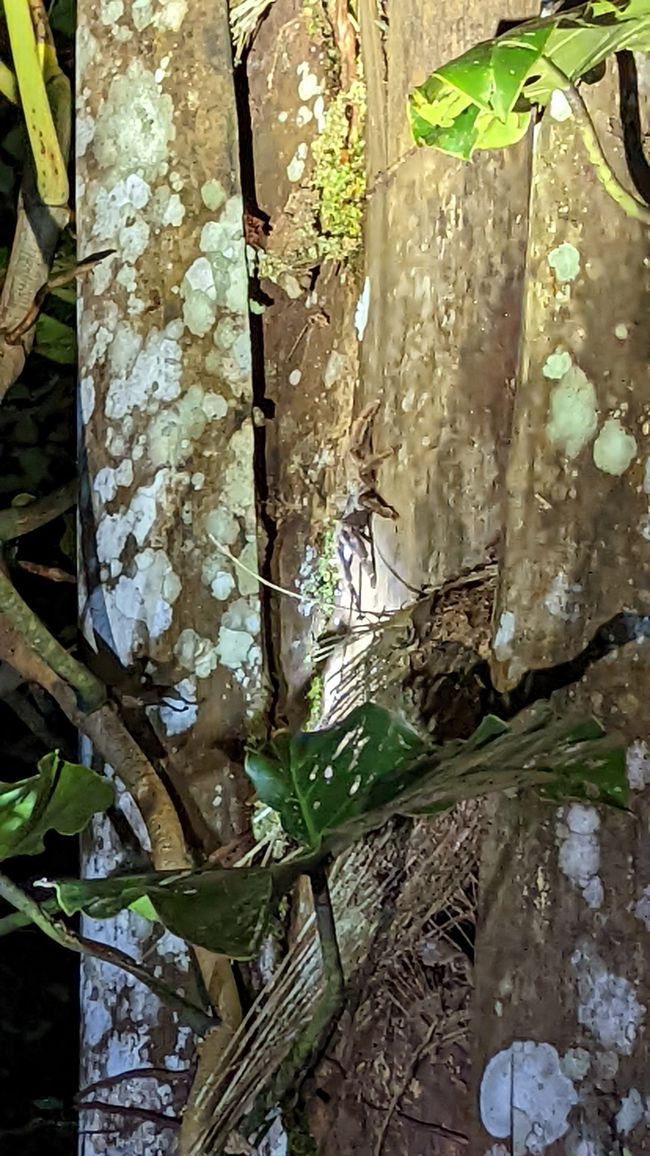 1. Tag Amazonas Dschungel