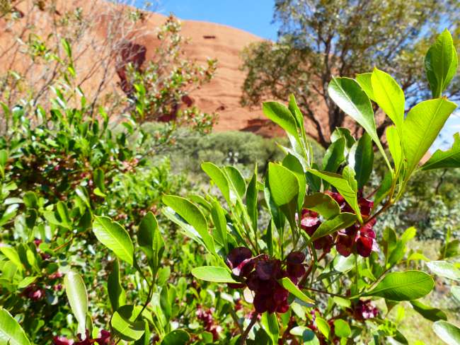 Pflanzen um den Uluru