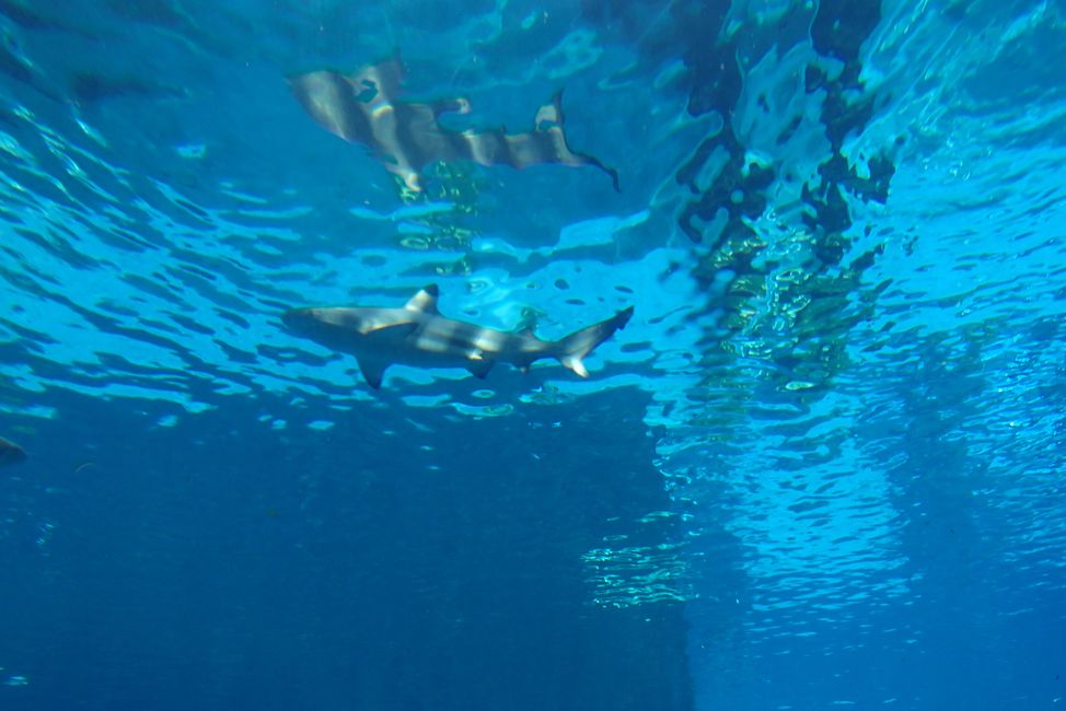 Neptune Tower Aquarium & Shark Attack Slide