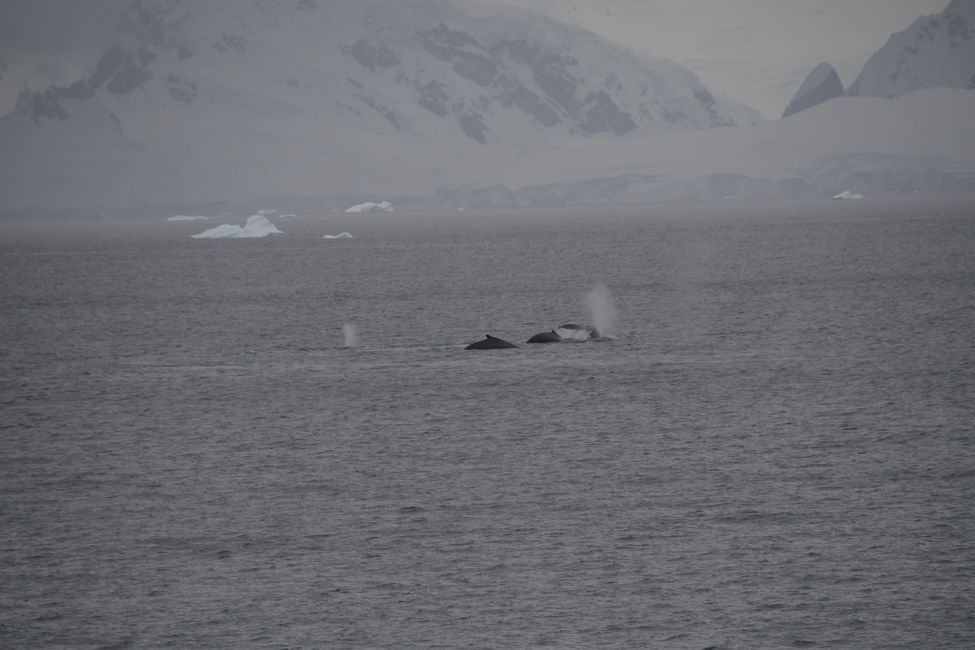 Buckelwale in der Gerlache Strait