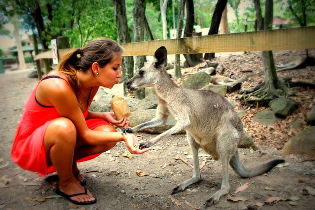 05.11.2015 Cairns Zoo