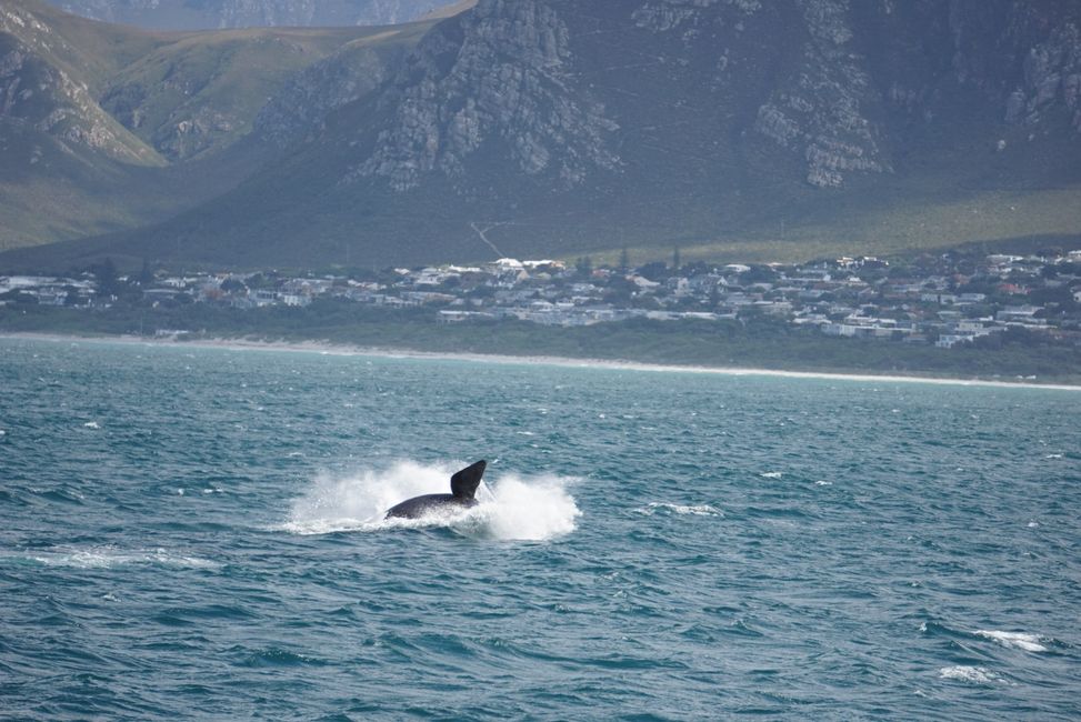 Hermanus ♥️