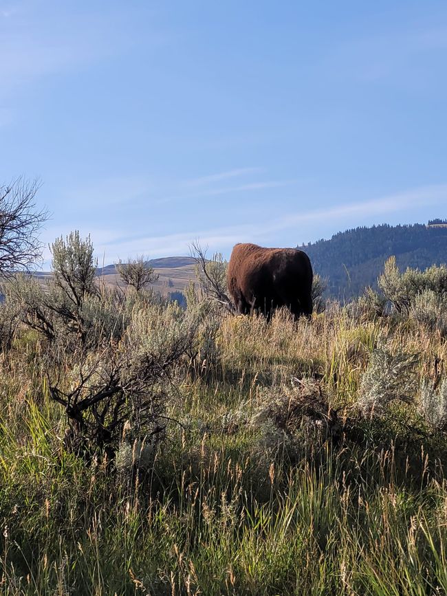 Yellowstone: Natur und Wildlife