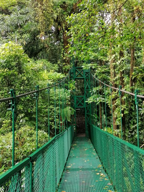 Monteverde Rainforest