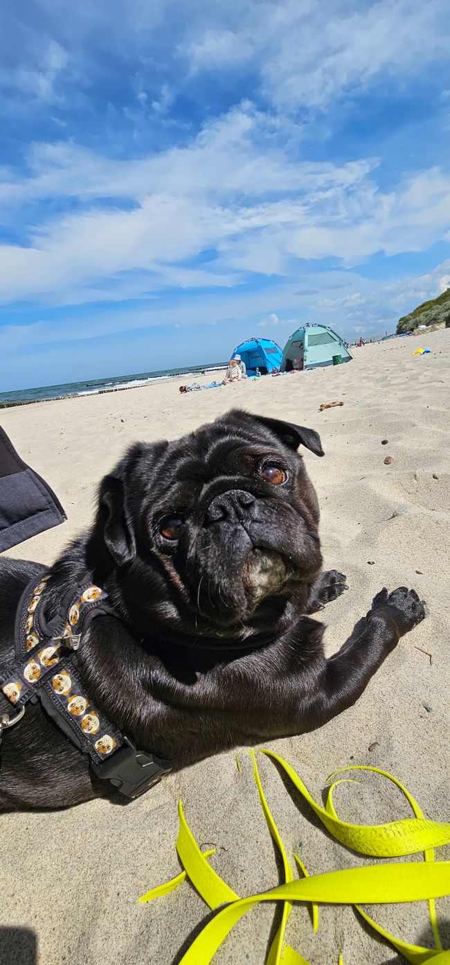 Paul liebt den Strand