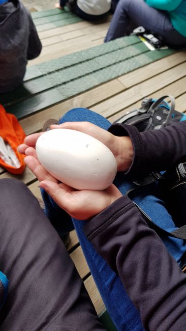 Kiwi Egg