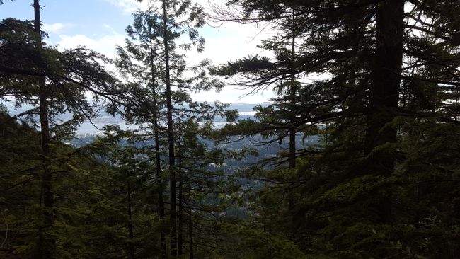 North Vancouver - Montagna Grouse