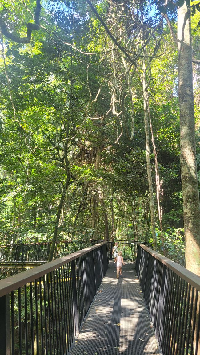 Rainforest Northern Queensland
