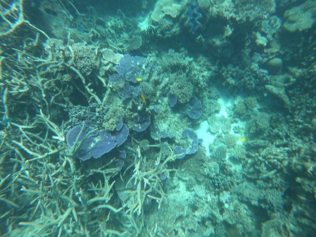 Day 34: Coral Bay (Snorkeling with Manta Rays)