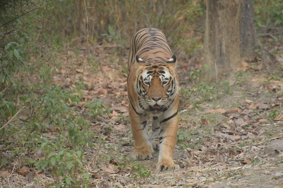 Tiger #6... walks towards us