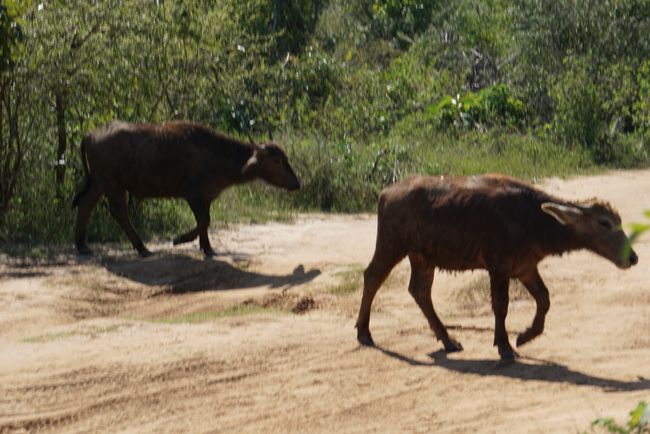 Búfalo de agua