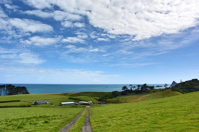 Wellington - Auckland: Per Autoüberstellung in den Norden