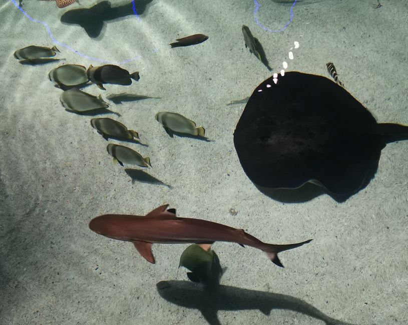 Балтиморський акваріум