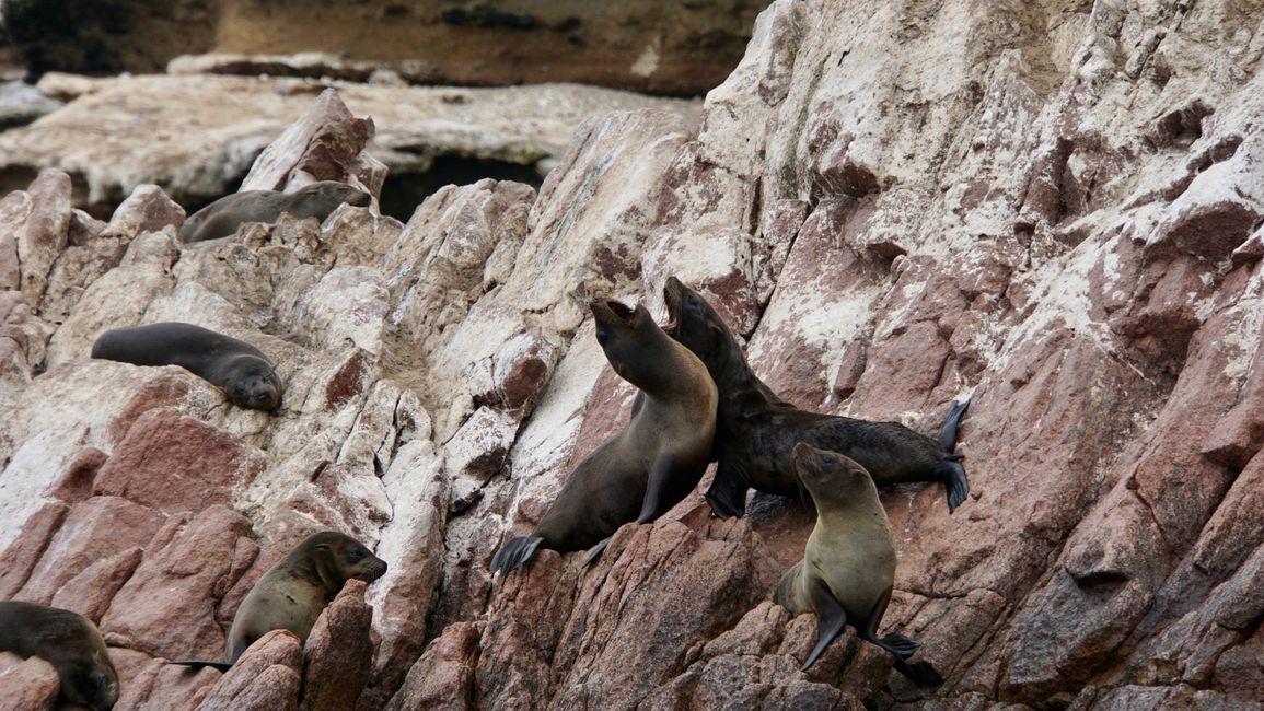 South American fur seals and maned seal colony